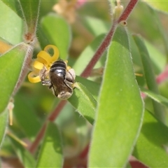 Leioproctus sp. (genus) at Wentworth Falls, NSW - 26 Jan 2025 by SapphFire
