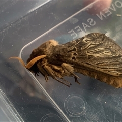 Oxycanus antipoda (Late Oxycanus) at Braidwood, NSW - 26 May 2025 by StargazerAna