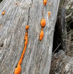 Trametes coccinea (Scarlet Bracket) at Campbell, ACT - 26 May 2025 by SilkeSma