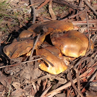 Unverified Fungus at O'Connor, ACT - 25 May 2025 by ConBoekel
