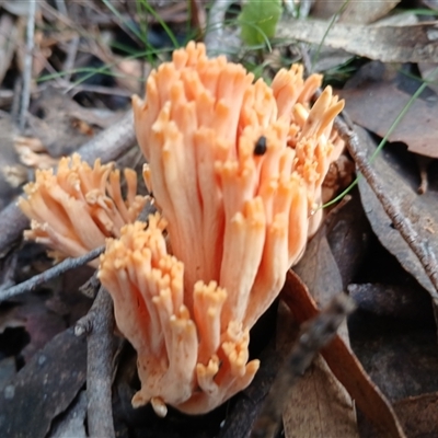 Ramaria anziana (Coral fungus) at Glen Allen, NSW - 25 May 2025 by mahargiani