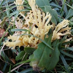Ramaria sp. (genus) at Tantawangalo, NSW - 25 May 2025 by mahargiani