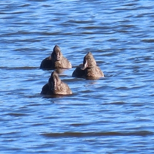 Stictonetta naevosa at Fyshwick, ACT - 25 May 2025 by RodDeb