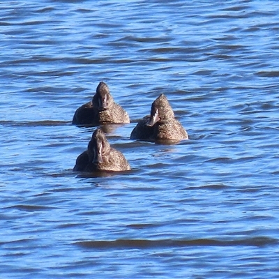 Stictonetta naevosa (Freckled Duck) at Fyshwick, ACT - 25 May 2025 by RodDeb