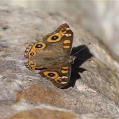 Junonia villida (Meadow Argus) at Fyshwick, ACT - 25 May 2025 by RodDeb