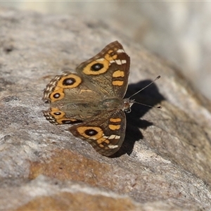 Junonia villida (Meadow Argus) at Fyshwick, ACT - 25 May 2025 by RodDeb