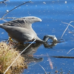 Egretta novaehollandiae (White-faced Heron) at Fyshwick, ACT - 25 May 2025 by RodDeb