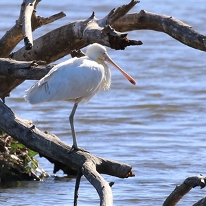 Platalea flavipes (Yellow-billed Spoonbill) at Fyshwick, ACT - 25 May 2025 by RodDeb