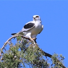 Elanus axillaris (Black-shouldered Kite) at Fyshwick, ACT - 25 May 2025 by RodDeb