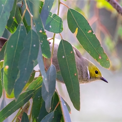 Ptilotula penicillata (White-plumed Honeyeater) at Canowindra, NSW - 23 May 2025 by jb2602