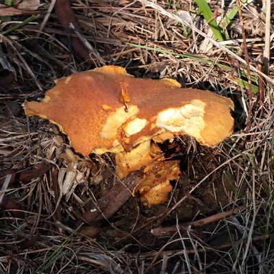 Gymnopilus junonius (Spectacular Rustgill) at O'Connor, ACT - 25 May 2025 by ConBoekel
