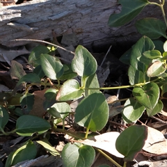 Vinca major (Blue Periwinkle) at O'Connor, ACT - 25 May 2025 by ConBoekel