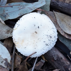 Unverified Fungus at O'Connor, ACT - 25 May 2025 by ConBoekel
