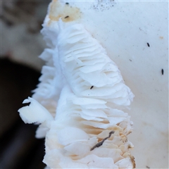 Hypogastrura sp. (genus) at O'Connor, ACT - 25 May 2025 12:00 PM