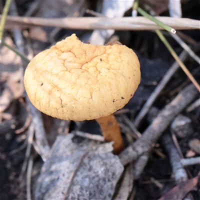 Agrocybe sp. at O'Connor, ACT - 25 May 2025 by ConBoekel