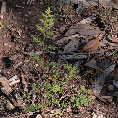 Cheilanthes sieberi subsp. sieberi (Mulga Rock Fern) at O'Connor, ACT - 25 May 2025 by ConBoekel