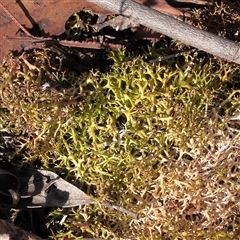 Unverified Lichen at O'Connor, ACT - 25 May 2025 by ConBoekel