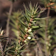 Melichrus urceolatus (Urn Heath) at O'Connor, ACT - 25 May 2025 by ConBoekel