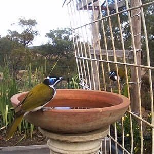 Entomyzon cyanotis (Blue-faced Honeyeater) at Crowther, NSW - 28 Apr 2025 by Frecko