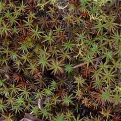 Unverified Moss, Liverwort or Hornwort at O'Connor, ACT - 25 May 2025 by ConBoekel