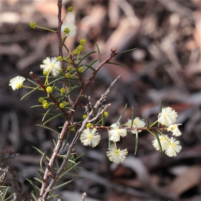 Acacia genistifolia (Early Wattle) at O'Connor, ACT - 25 May 2025 by ConBoekel