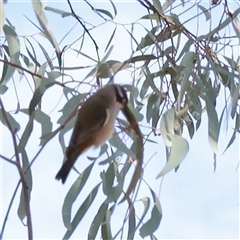 Melithreptus brevirostris (Brown-headed Honeyeater) at O'Connor, ACT - 25 May 2025 by ConBoekel