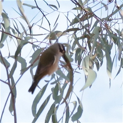 Melithreptus brevirostris (Brown-headed Honeyeater) at O'Connor, ACT - 25 May 2025 by ConBoekel