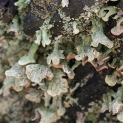 Unverified Moss, Liverwort or Hornwort at O'Connor, ACT - 25 May 2025 by ConBoekel