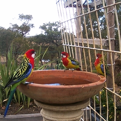 Platycercus eximius (Eastern Rosella) at Crowther, NSW - 28 Apr 2025 by Frecko