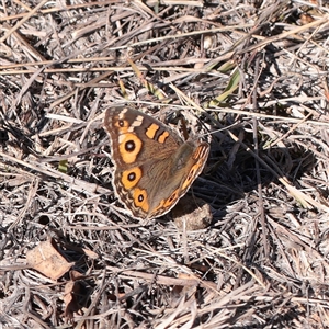 Junonia villida (Meadow Argus) at O'Connor, ACT - 25 May 2025 by ConBoekel