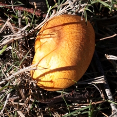 Gymnopilus junonius (Spectacular Rustgill) at O'Connor, ACT - 25 May 2025 by ConBoekel