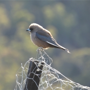 Artamus cyanopterus (Dusky Woodswallow) by TwoRivers