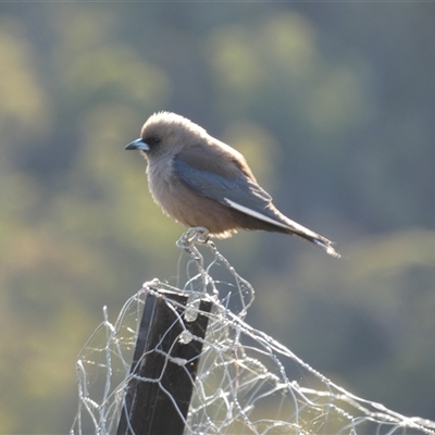Artamus cyanopterus (Dusky Woodswallow) by TwoRivers