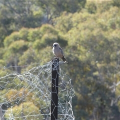 Artamus cyanopterus at Ballyroe, NSW - suppressed