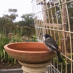 Cracticus torquatus (Grey Butcherbird) at Crowther, NSW - 22 Apr 2025 by Frecko