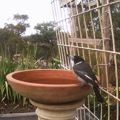 Cracticus torquatus (Grey Butcherbird) at Crowther, NSW - 22 Apr 2025 by Frecko