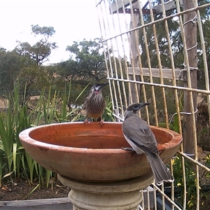 Philemon citreogularis (Little Friarbird) at Crowther, NSW - 22 Apr 2025 by Frecko