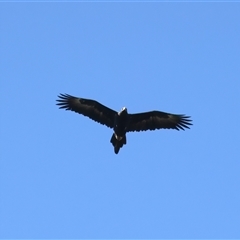 Aquila audax (Wedge-tailed Eagle) at Narrabri, NSW - 22 May 2025 by jb2602