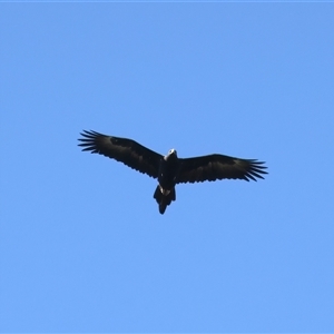 Aquila audax at Narrabri, NSW - 22 May 2025 12:09 PM