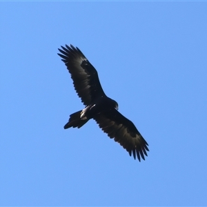 Aquila audax at Narrabri, NSW - 22 May 2025 12:09 PM