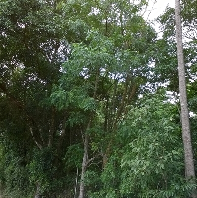Didymocheton muelleri (miva mahogany) at Mossman Gorge, QLD - 6 Nov 2015 by JasonPStewartNMsnc2016