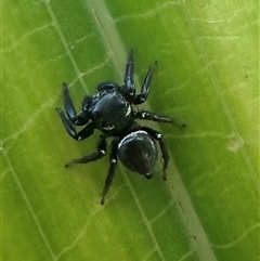 Zenodorus orbiculatus at Arakoon, NSW - 6 May 2025 by Pirom
