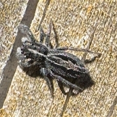 Ocrisiona leucocomis by Pirom