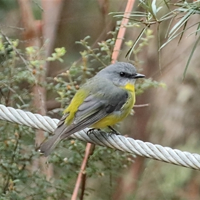 Eopsaltria australis (Eastern Yellow Robin) at Blackheath, NSW - 24 May 2025 by MandyandScott