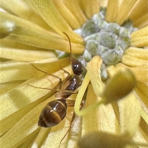 Camponotus sp. (genus) (A sugar ant) at Arakoon, NSW - 6 May 2025 by Pirom