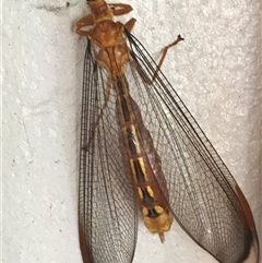 Unverified Other insect at Kariong, NSW - 8 Jan 2022 by Cheryl