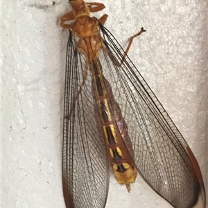 Unverified Other insect at Kariong, NSW - 8 Jan 2022 by Cheryl