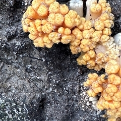 Unverified Convoluted to brain-like [Brain jelly & look-alikes]  at Brisbane City, QLD - 7 May 2024 by Cheryl