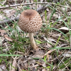 Macrolepiota clelandii (Macrolepiota clelandii) at Broke, NSW - 26 May 2025 by RoyP