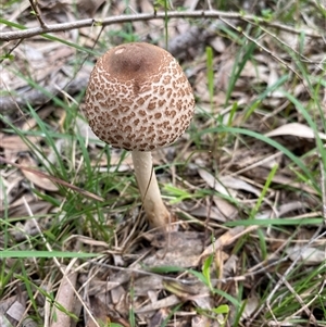 Macrolepiota clelandii at Broke, NSW - 26 May 2025 11:27 AM